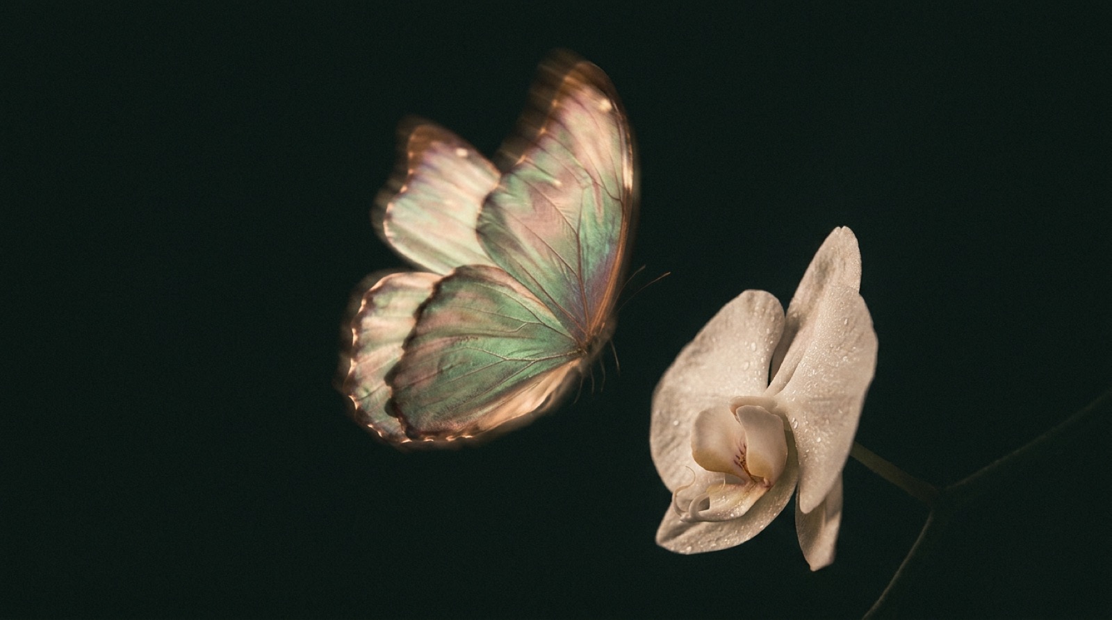 Butterfly with iridescent jade and champagne wings beside a pale orchid