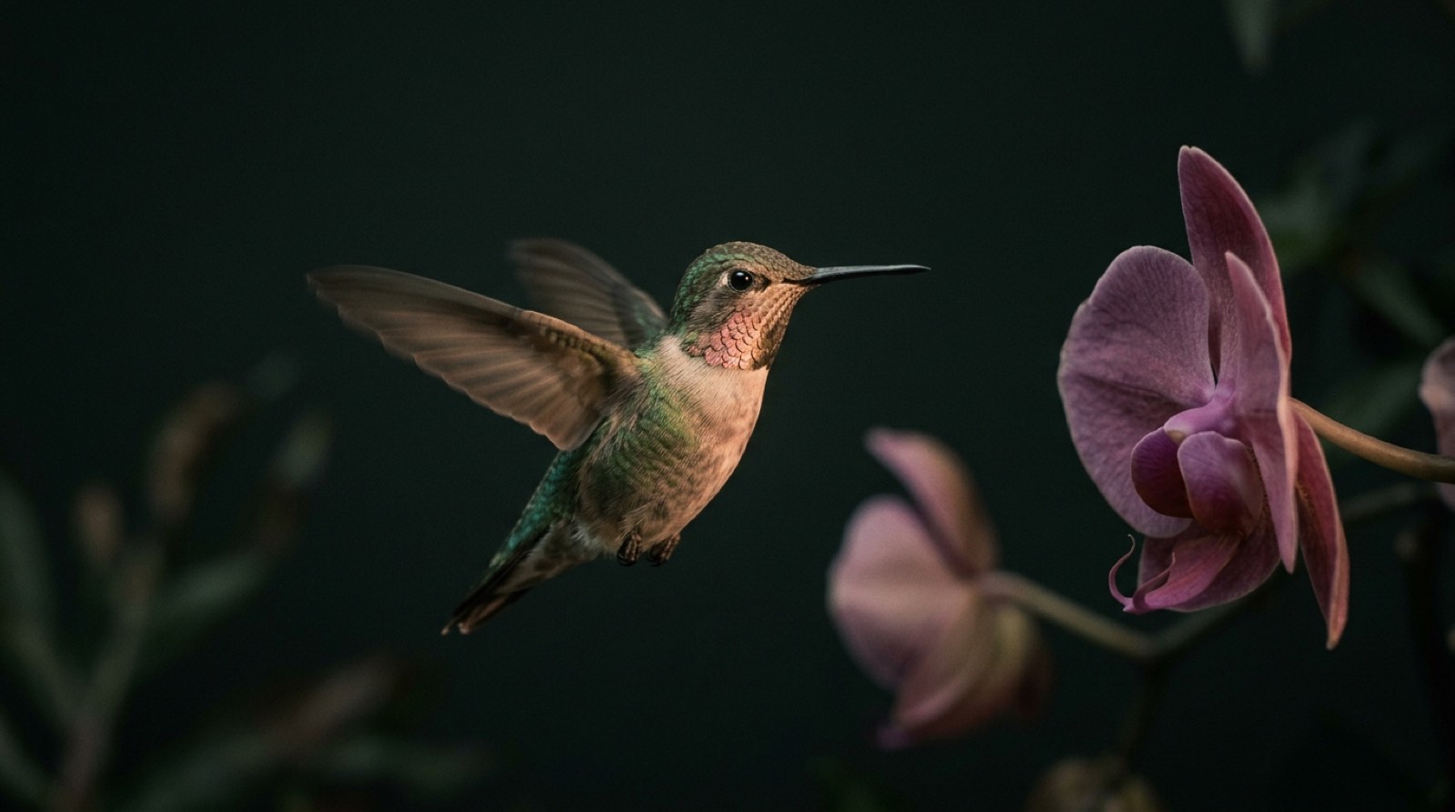 Hummingbird with iridescent jade and rose feathers beside an orchid